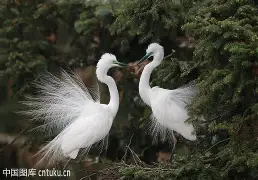 娉曞褓椤鹃梾